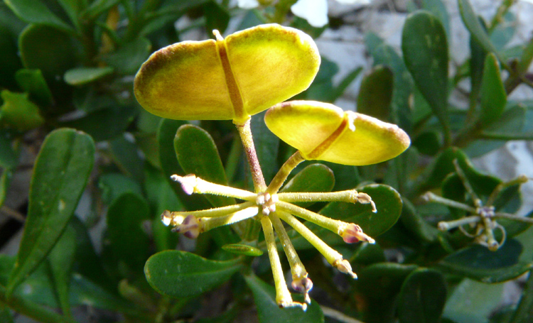 Iberis semperflorens / Iberide florida